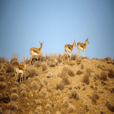 برگزاری دوره سرشماری پستانداران شاخص منطقه خانگرمز همدان