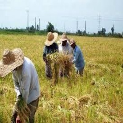 پرداخت مطالبات کشاورزان کرمانشاهی