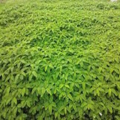 کاشت موفق گیاه «سزبانیا» برای نخستین‌بار در دهلران