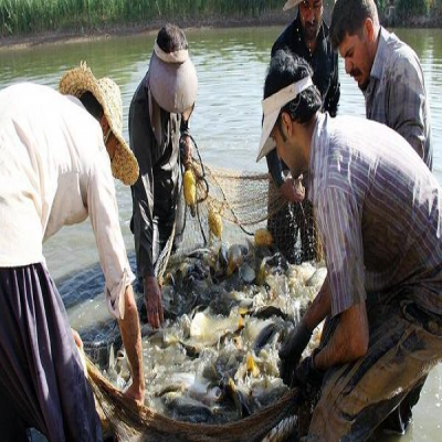 کرمانشاه صاحب سکوی صادراتی آبزیان خواهد شد