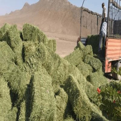 اختصاص 60 میلیارد تومان تسهیلات علوفه به عشایر ایلام