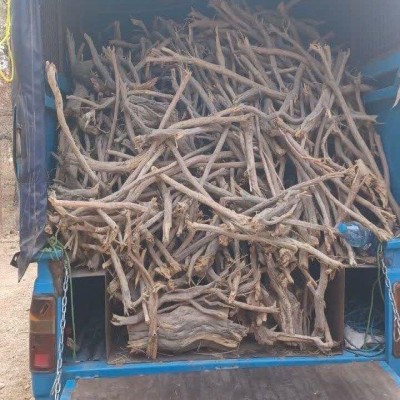 نبرد منابع طبیعی با قاچاقچیان چوب در کردستان