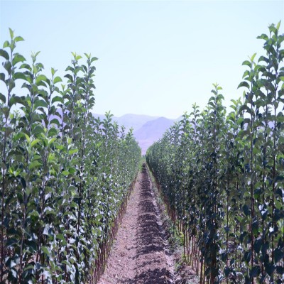 انقلاب سبز در نهالستان‌های همدان با تولید 31 گونه نهال