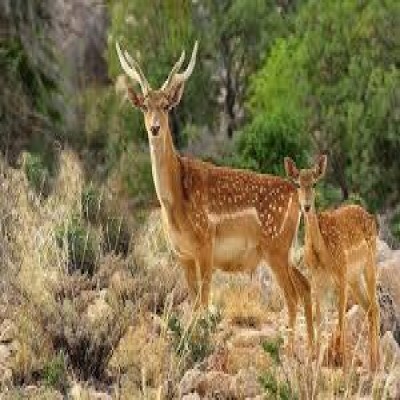 ثبت تولد چهار رأس گوزن زرد ایرانی در پارک ملی کرخه