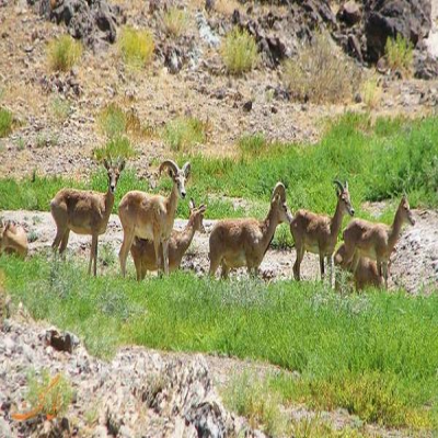 زیستگاه‌های طبیعی کردستان؛ گنجینه‌ای که باید حفظ شود