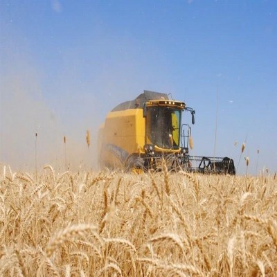 خرید تضمینی گندم در کرمانشاه از 120 هزار تن عبور کرد