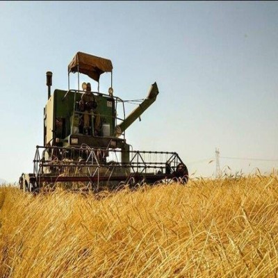 خرید 155 هزار تن گندم از کشاورزان کرمانشاه