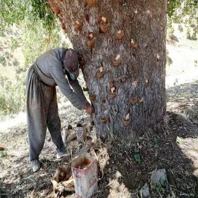 برداشت سقز از بنه‌زارهای کردستان ممنوع است