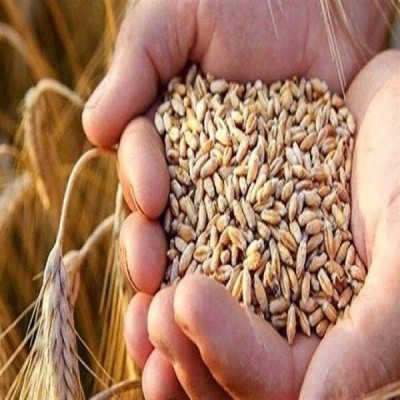 خرید تضمینی گندم در کرمانشاه به 683 هزار تُن رسید