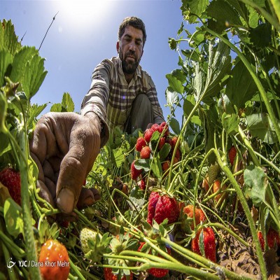 سود در جیب دلال، بدهی بر دوش کشاورز