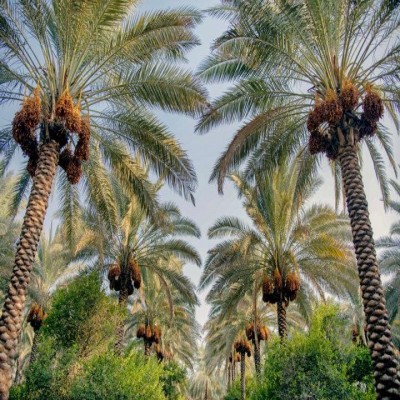 آغاز برداشت خرما از نخیلات قصرشیرین و جای خالی صنایع تبدیلی