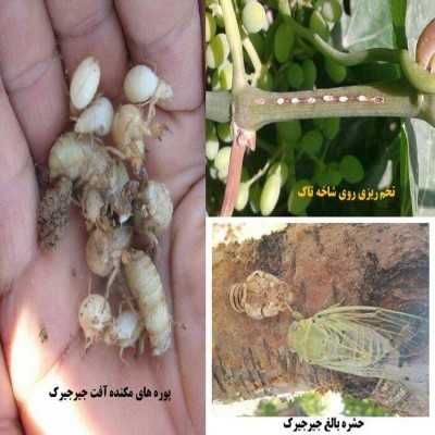 زجر مستمر تاکستان‌های ملایر از آفت زنجره