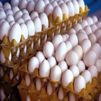 صادرات 555 تن مرغ و تخم‌مرغ از استان مرکزی در نیمه نخست امسال
