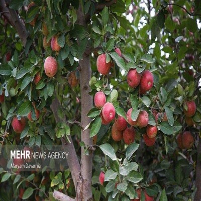 سیب باغداران کردستان به چرخه تنظیم بازار وارد شد