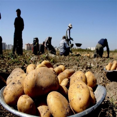 سهم کشاورز از سیب‌زمینی 110 هزار تومانی، حداکثر 55 هزار تومان
