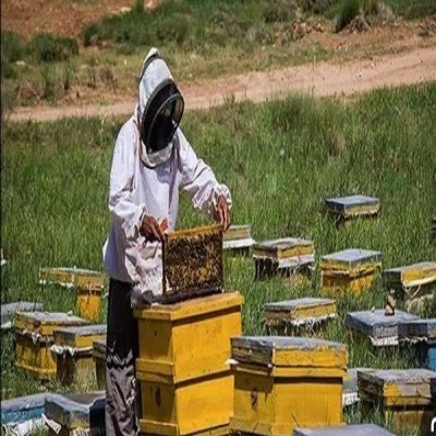تولید سالیانه بیش از 1400 تن